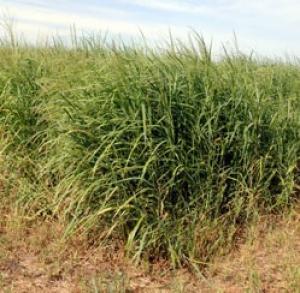 Proso trava (switchgrass).