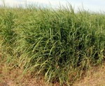 Proso trava (switchgrass).